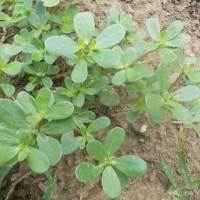 Portulaca oleracea L.